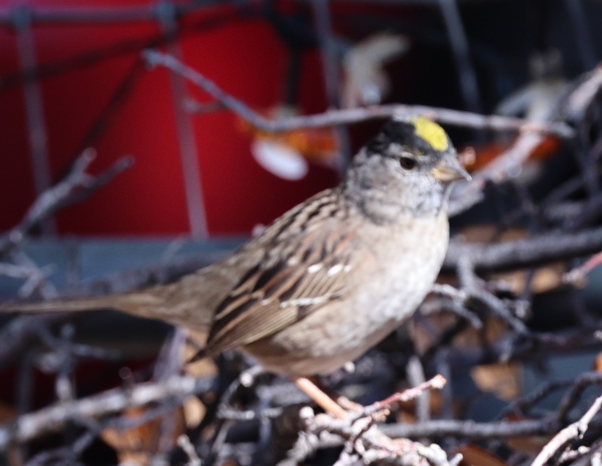 Golden-crowned Sparrow - ML617559997