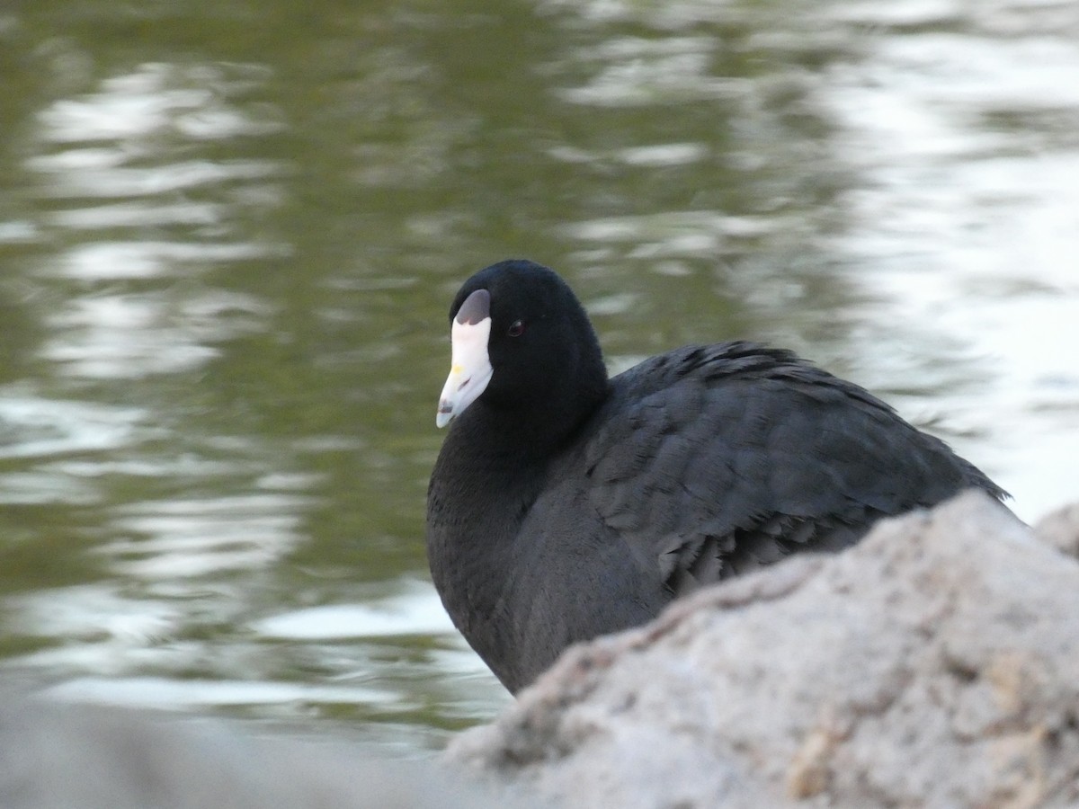 American Coot (Red-shielded) - Reeve Cowne