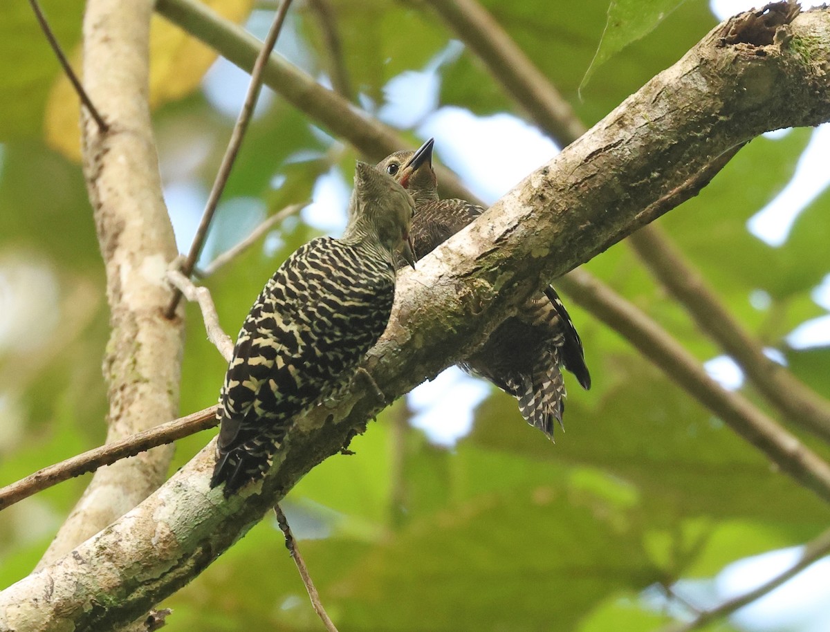 Buff-rumped Woodpecker - ML617560044