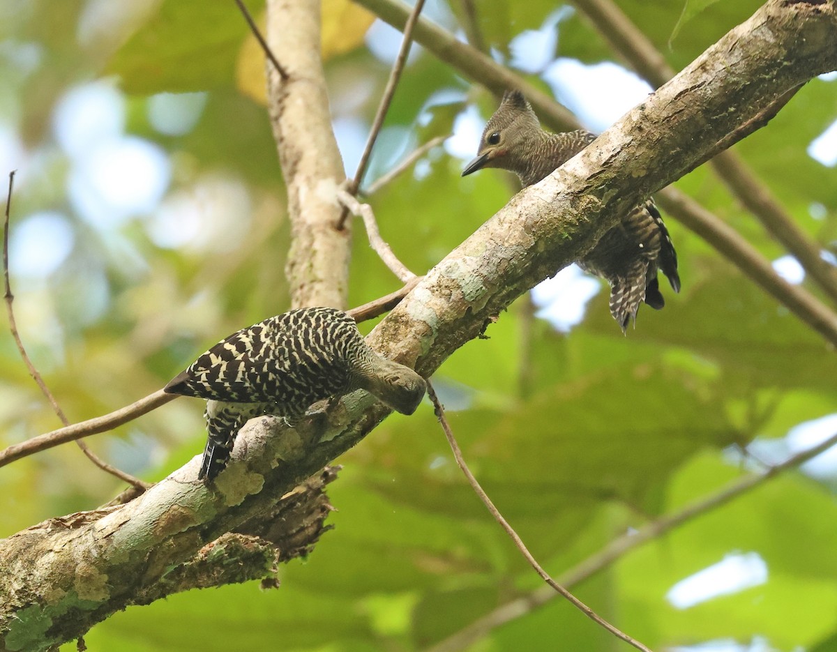 Buff-rumped Woodpecker - ML617560048