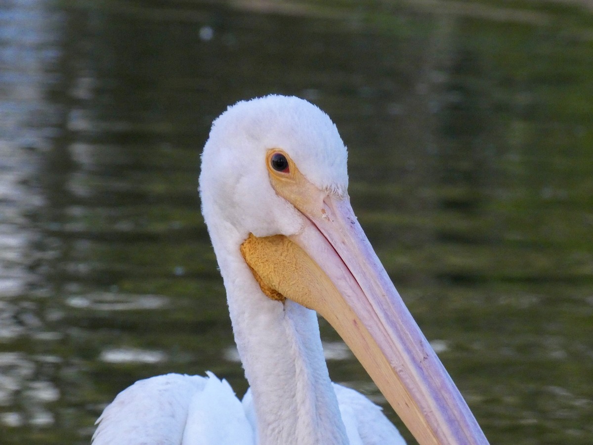 American White Pelican - ML617560054