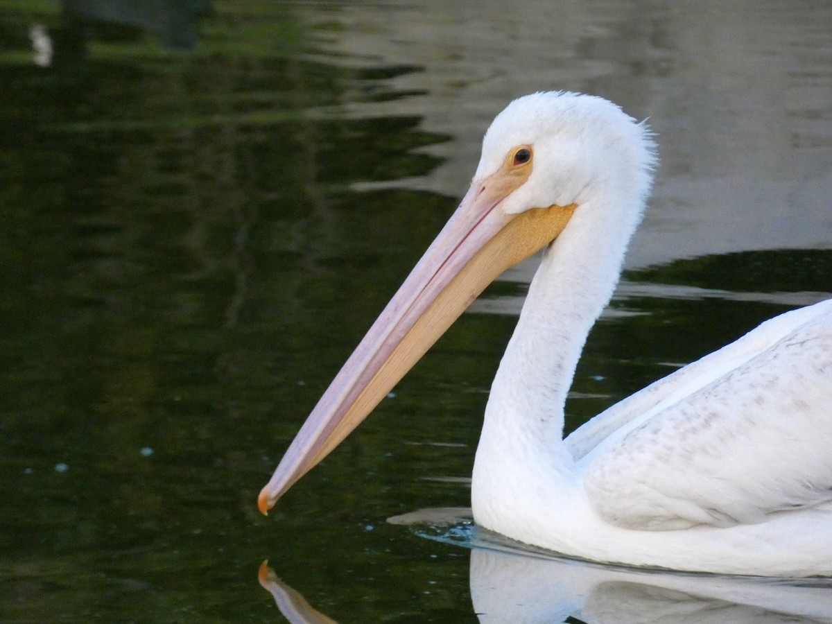 American White Pelican - Reeve Cowne