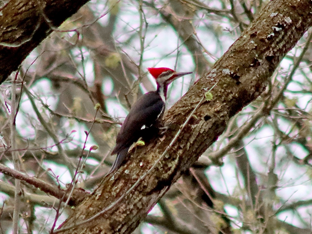 Pileated Woodpecker - Sherry Plessner