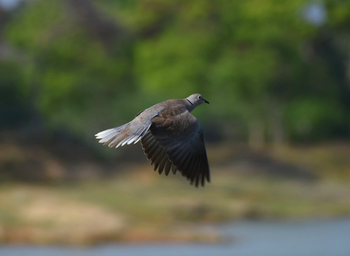 Eurasian Collared-Dove - Anand Birdlife