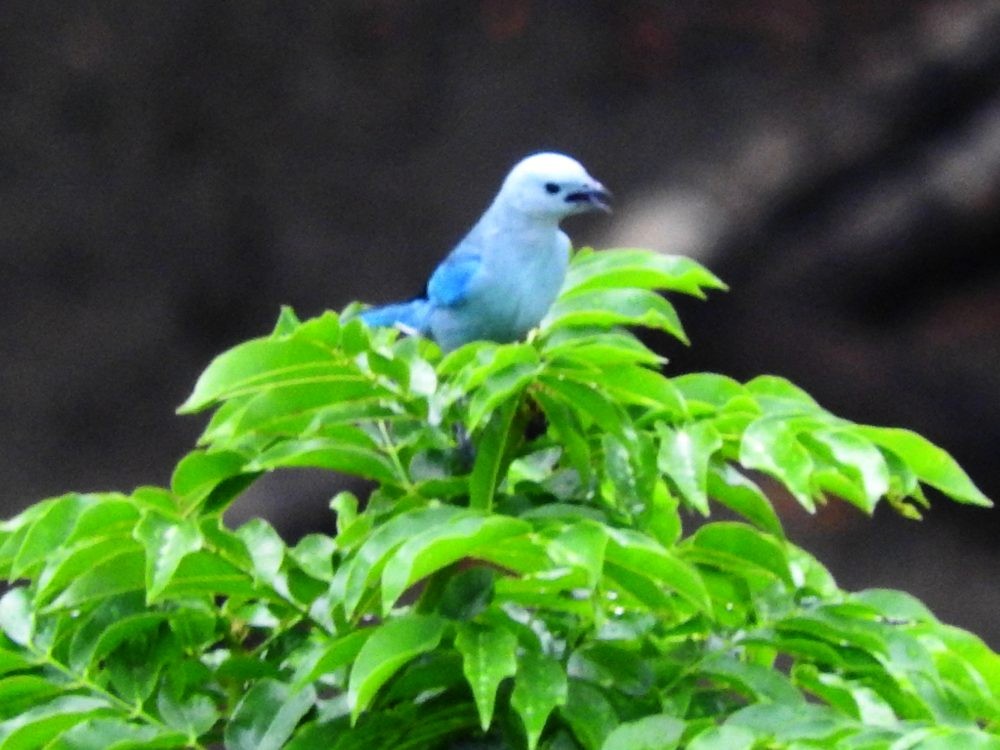 Blue-gray Tanager - ML617560078