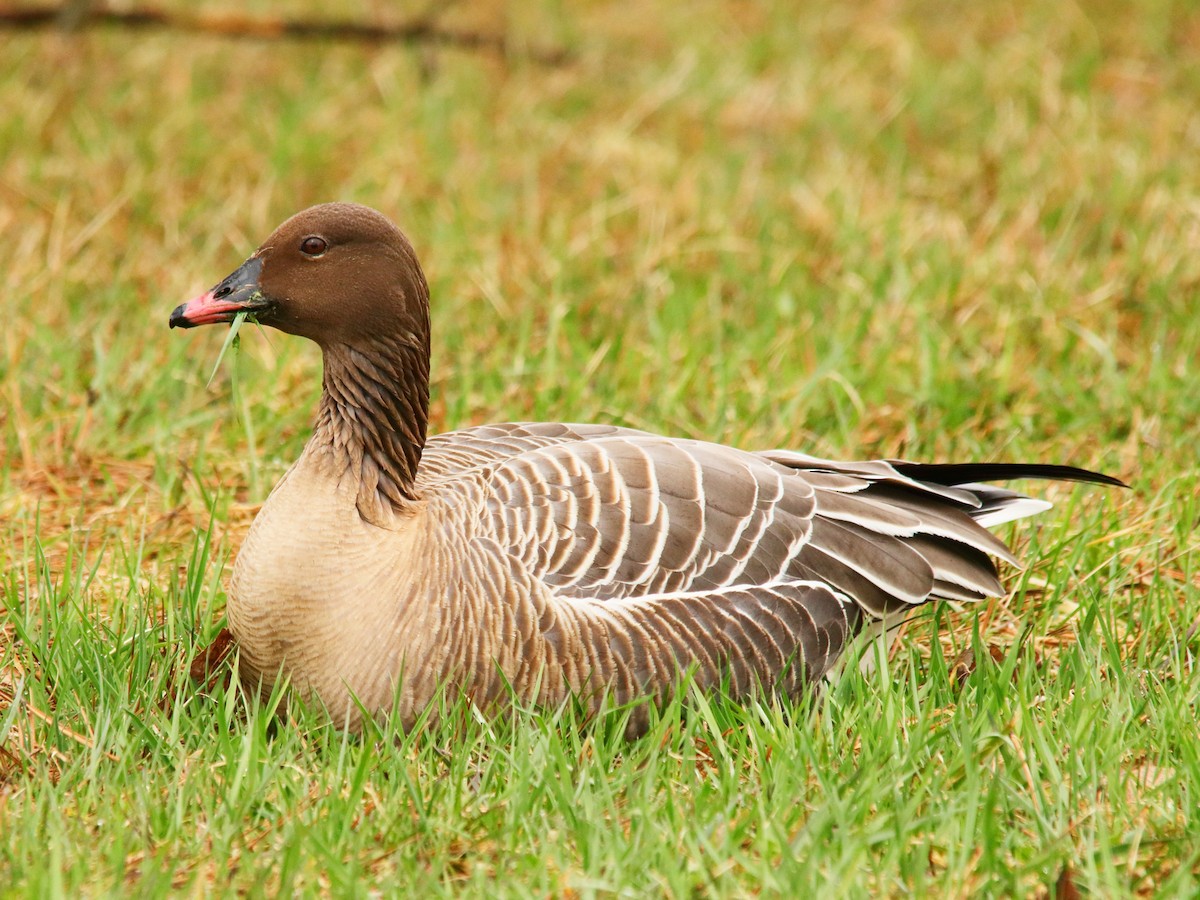 Pink-footed Goose - ML617560084