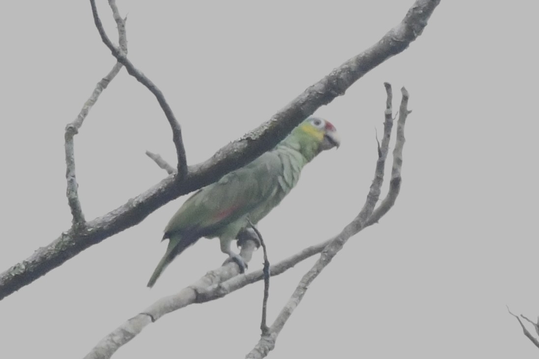 Red-lored Parrot - ML617560118