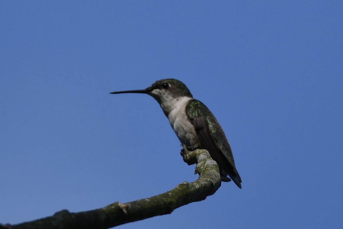 Ruby-throated Hummingbird - Erik Atwell