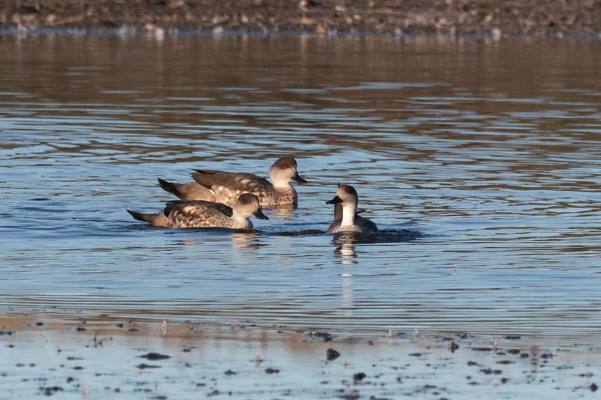 Crested Duck - ML617560140