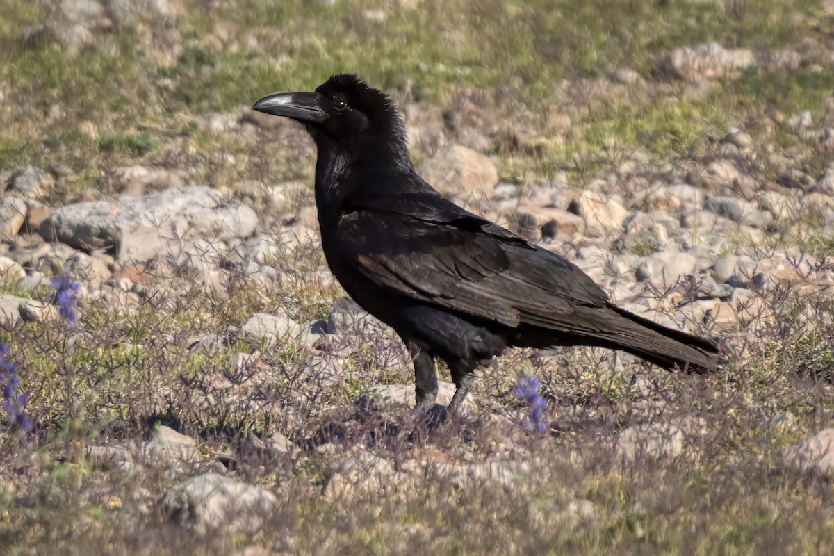 Common Raven - ML617560156