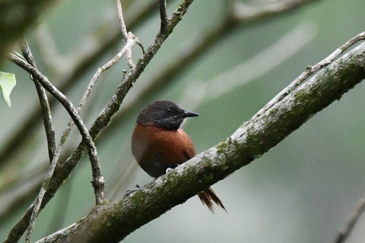 Rufous-breasted Spinetail - ML617560204