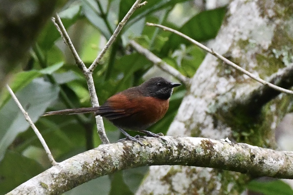 Rufous-breasted Spinetail - Erik Atwell