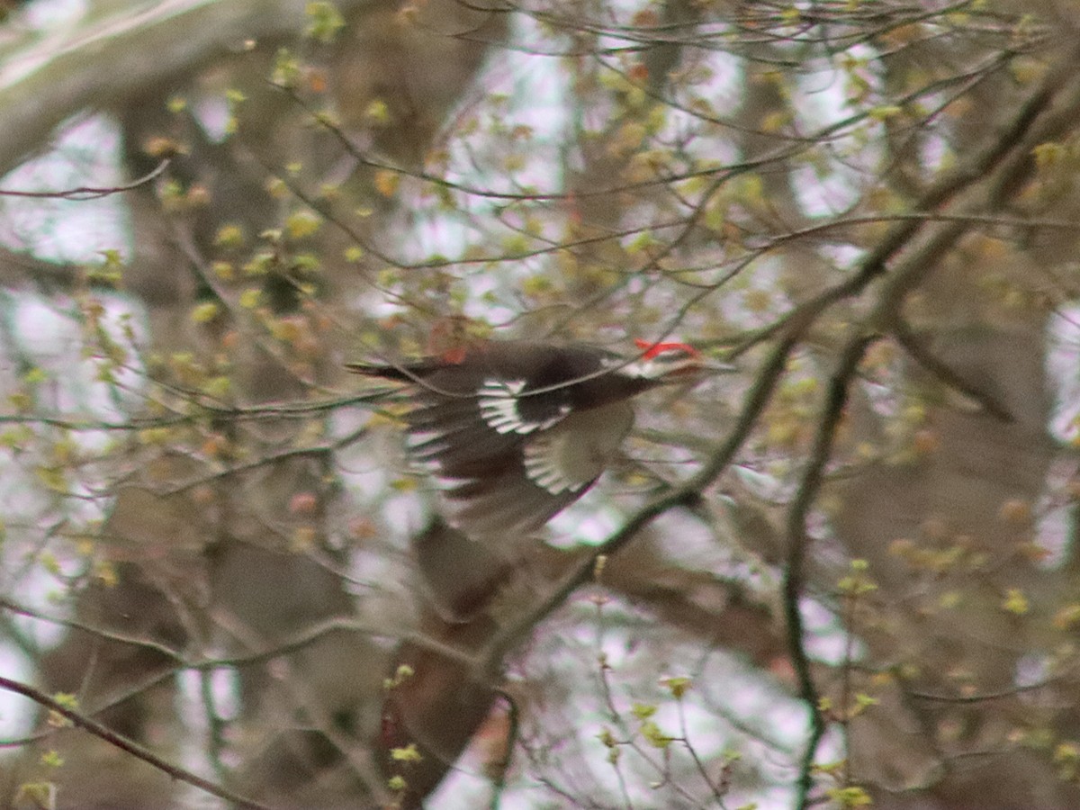 Pileated Woodpecker - ML617560257
