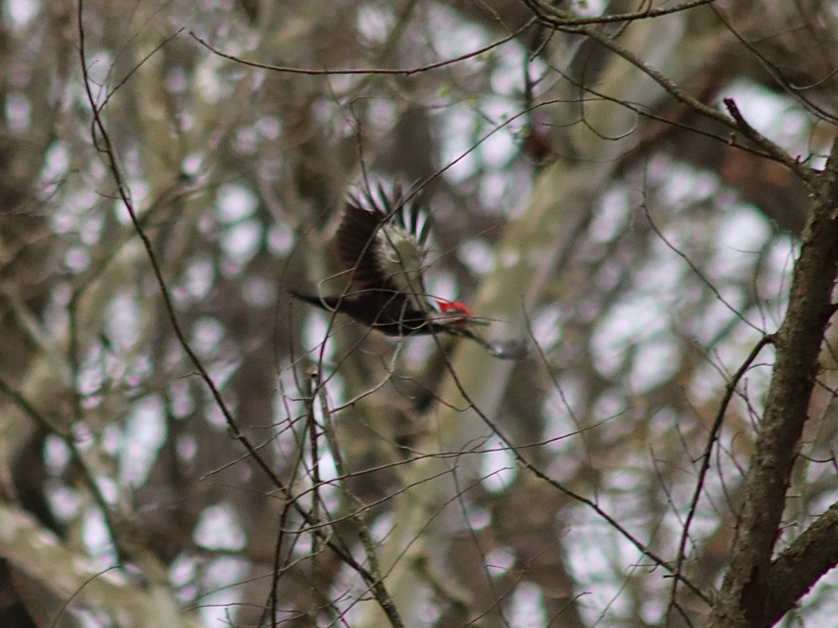 Pileated Woodpecker - ML617560258