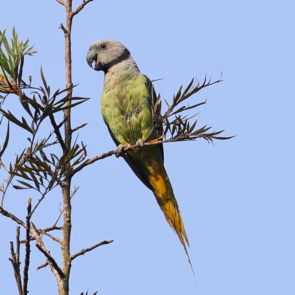 Malabar Yeşil Papağanı - ML617560259