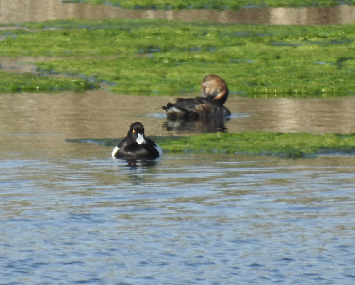 Tufted Duck - ML617560265
