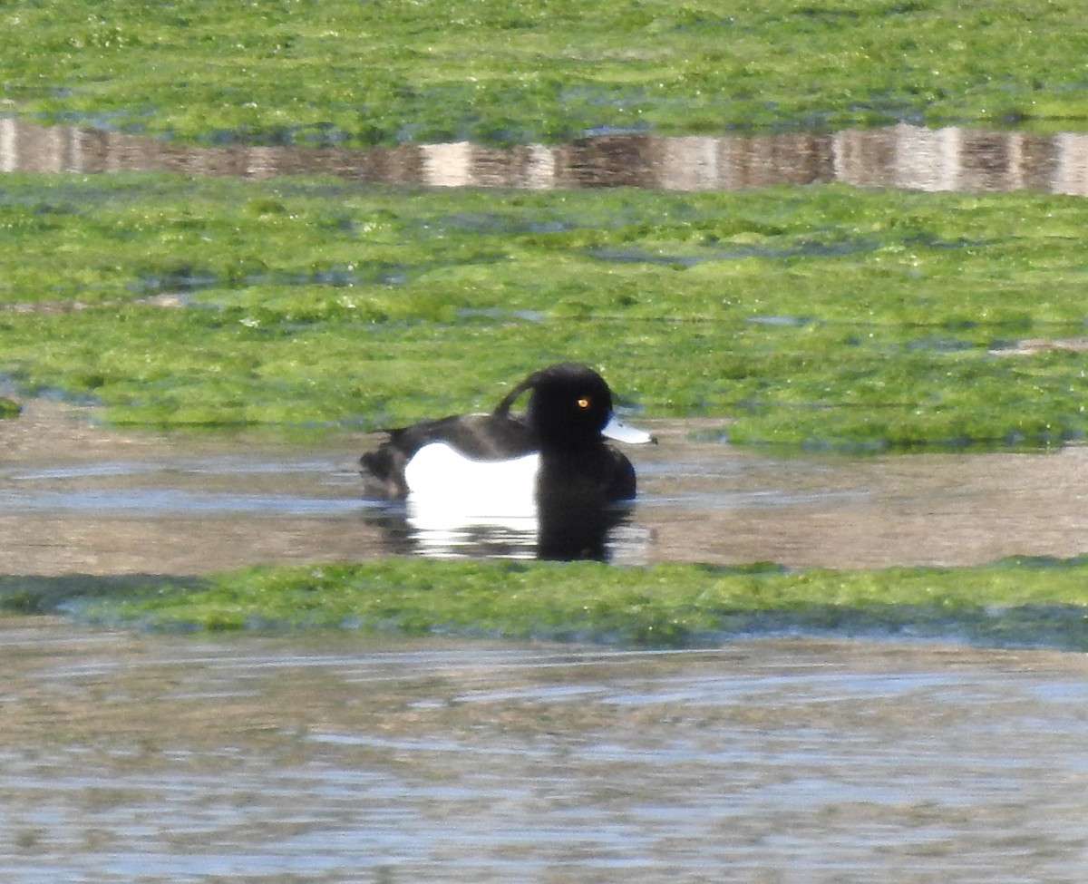 Tufted Duck - ML617560266