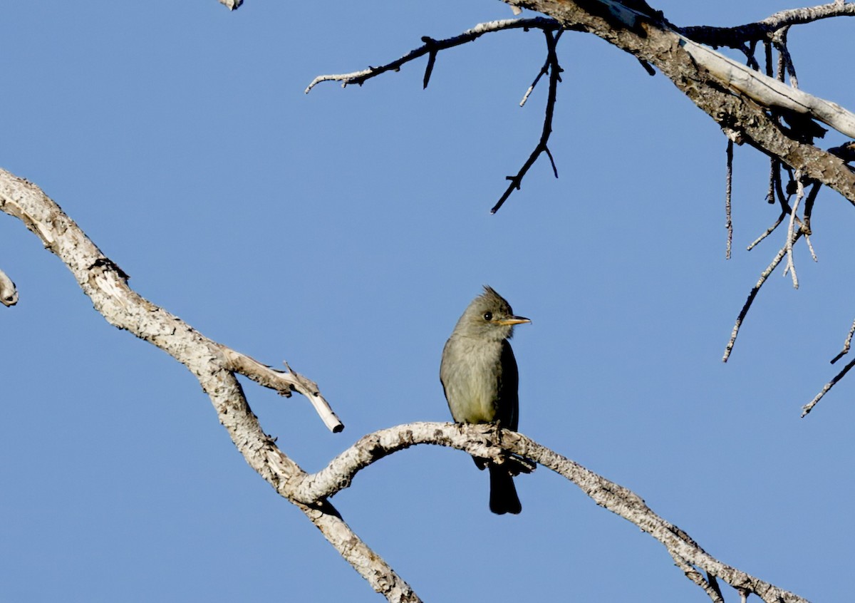 Greater Pewee - ML617560296