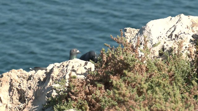 Rock Pigeon (Feral Pigeon) - ML617560306