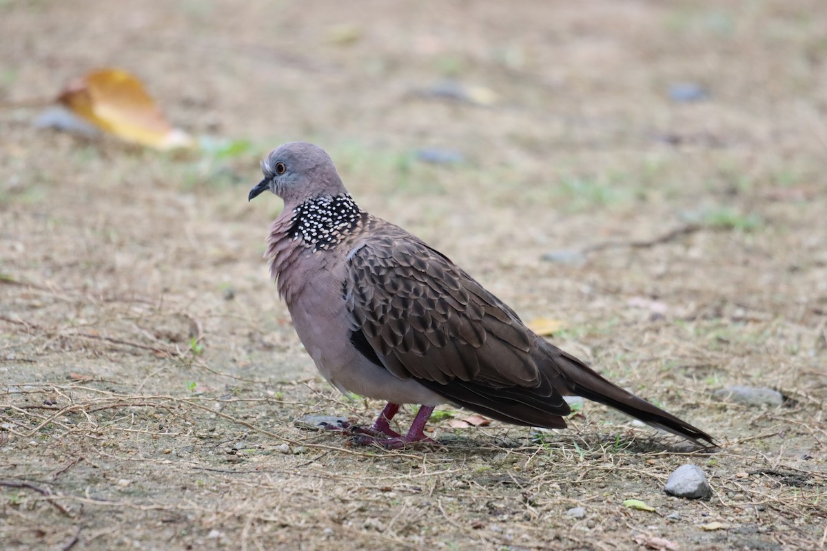 Spotted Dove - ML617560404