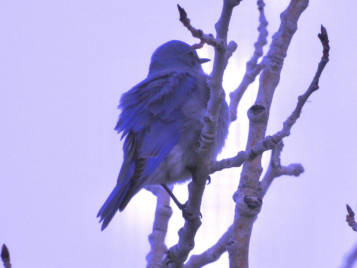 Mountain Bluebird - Shelly Windett
