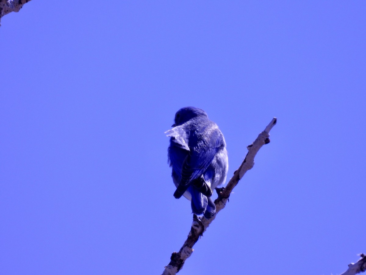 Mountain Bluebird - Shelly Windett