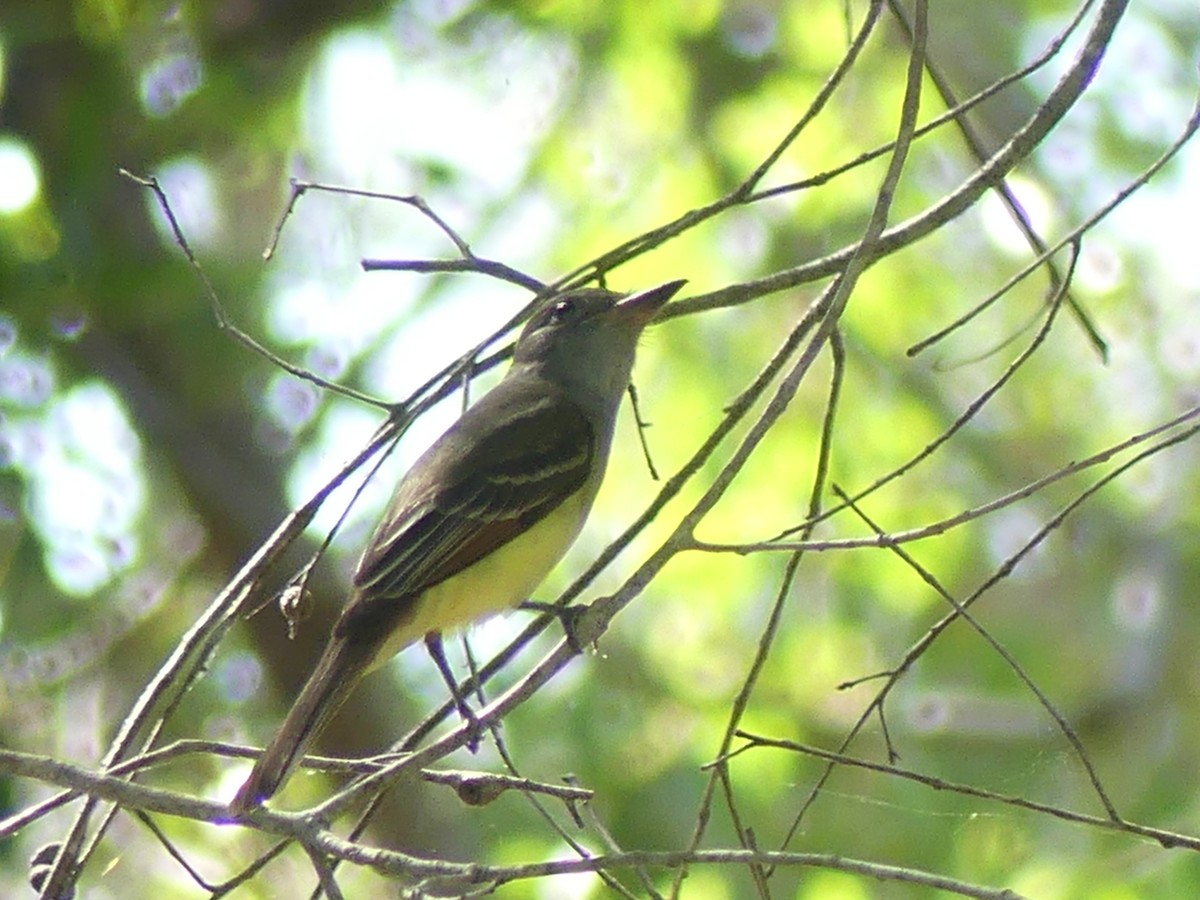 Great Crested Flycatcher - Betty Holcomb