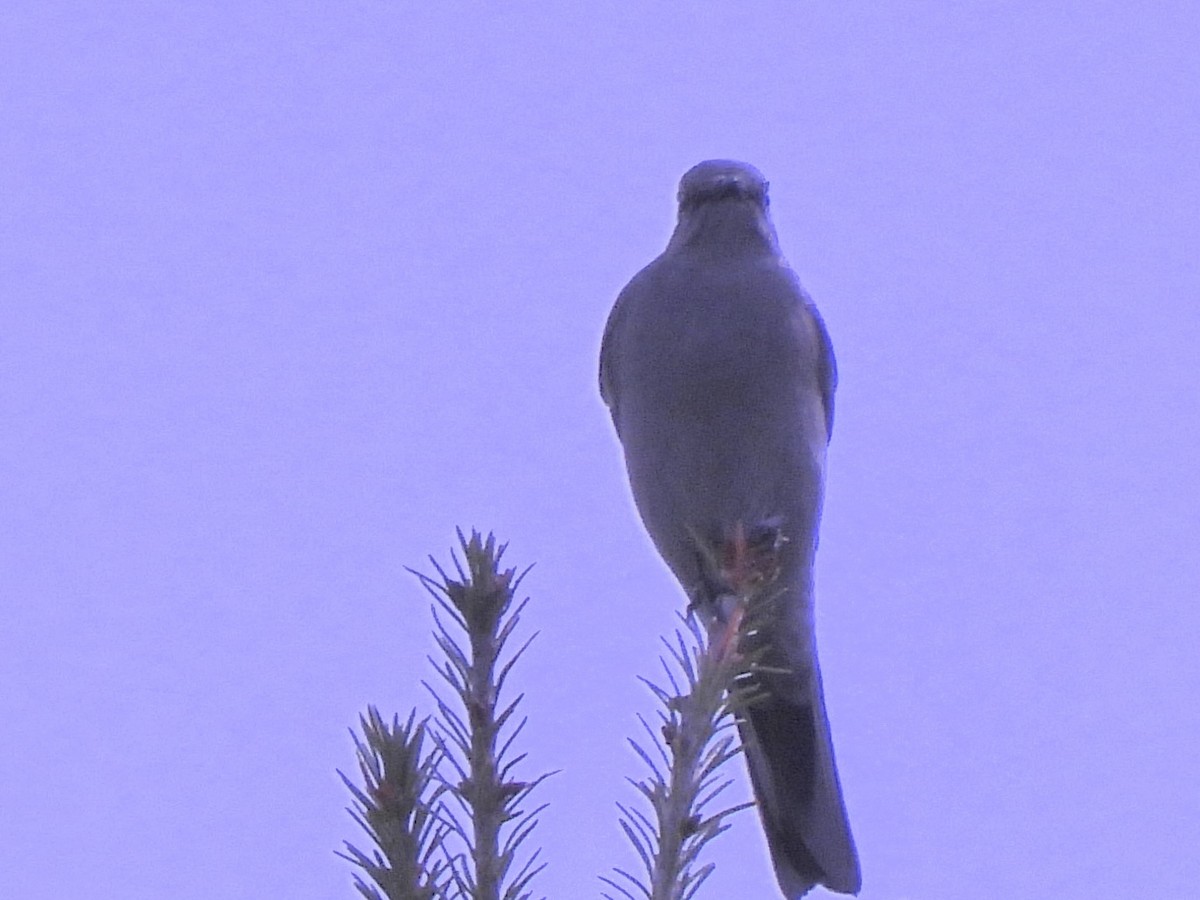 Townsend's Solitaire - ML617560582