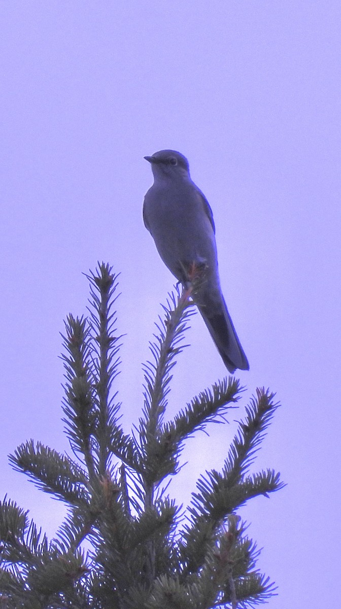 Townsend's Solitaire - Shelly Windett