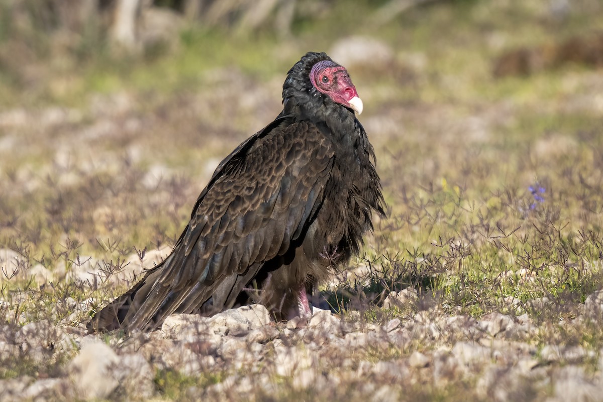 Turkey Vulture - ML617560626