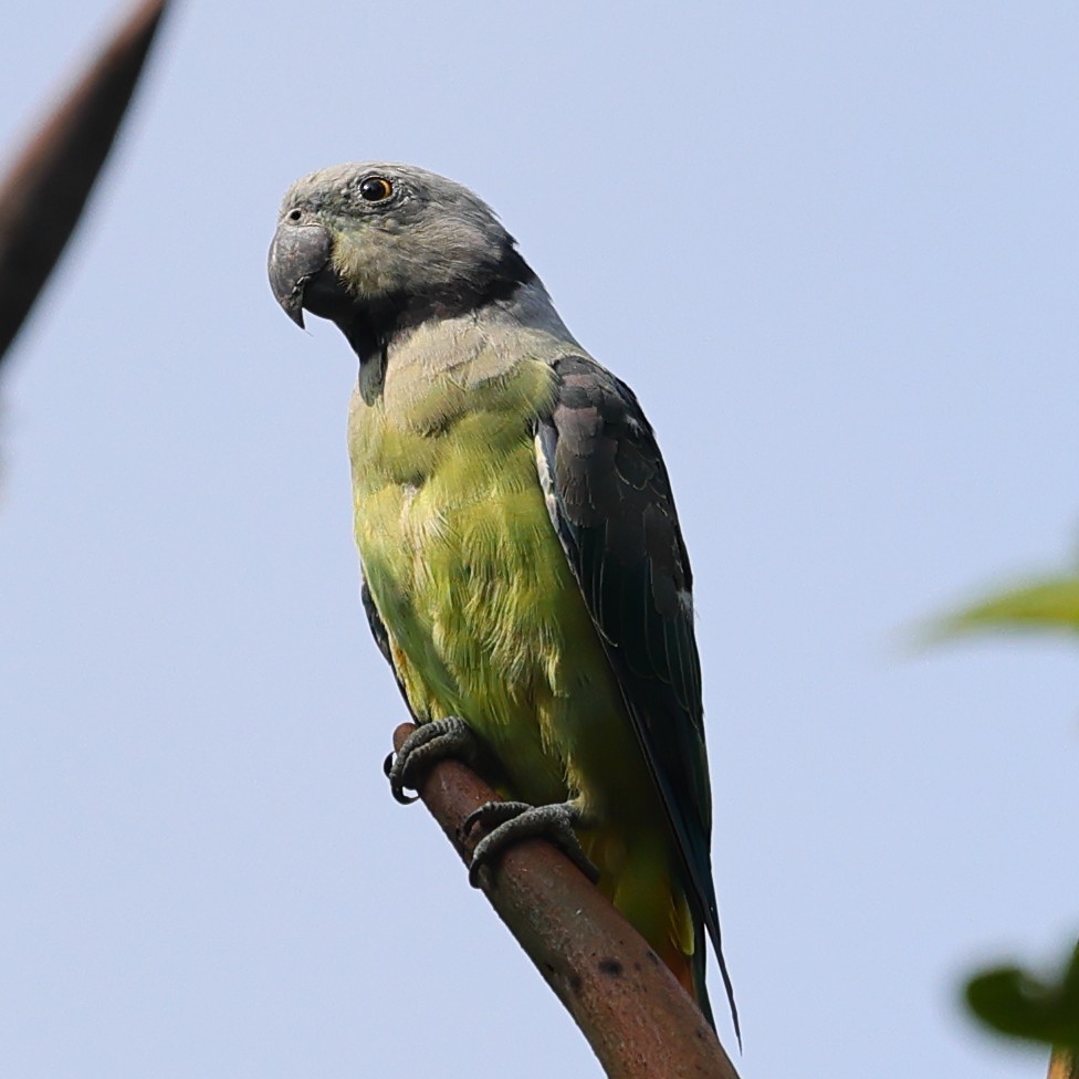 Malabar Yeşil Papağanı - ML617560627