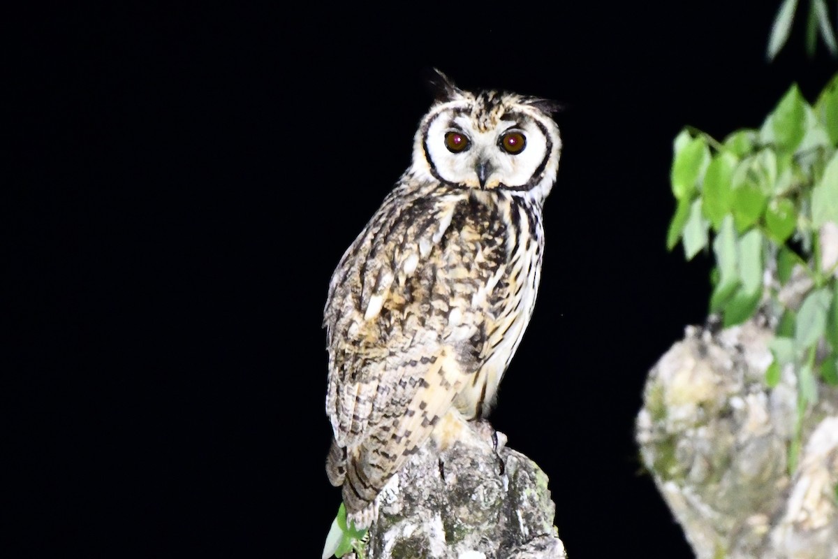 Striped Owl - Erik Atwell