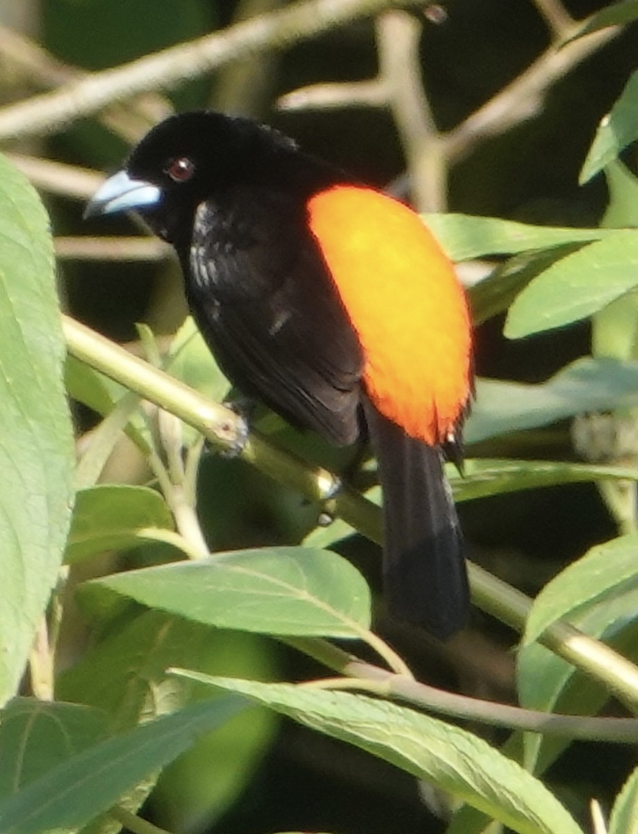 Scarlet-rumped Tanager - ML617560636