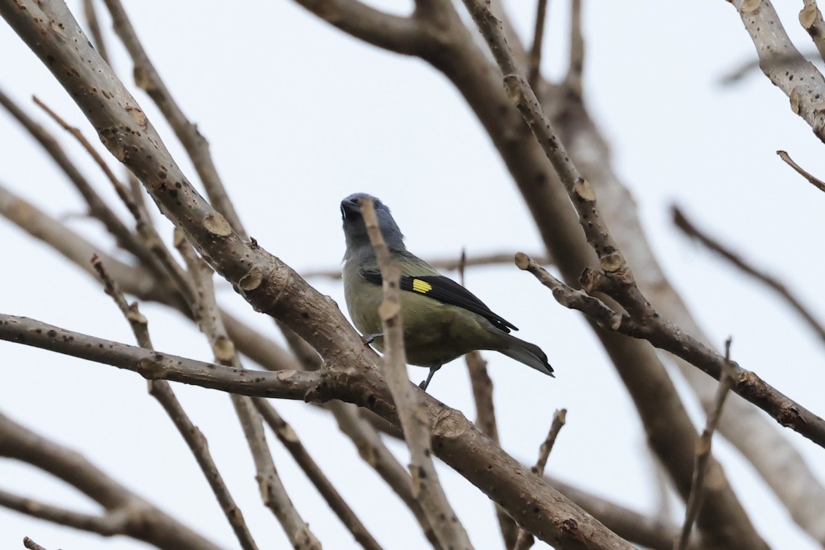 Yellow-winged Tanager - ML617560674