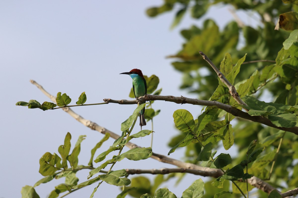 Blue-throated Bee-eater - ML617560692