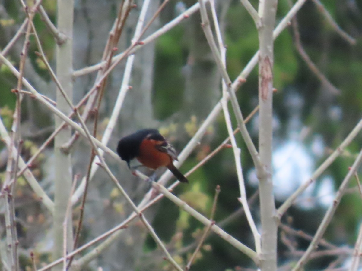 Orchard Oriole - ML617560703