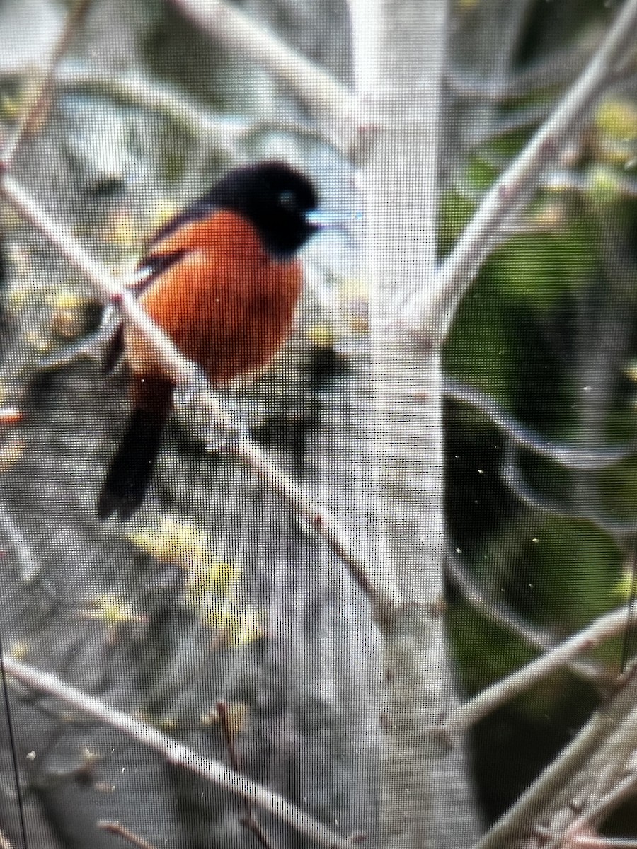 Orchard Oriole - ML617560715