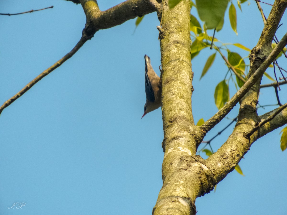 Velvet-fronted Nuthatch - ML617560802