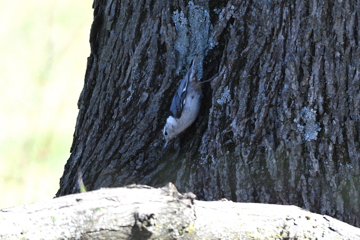 White-breasted Nuthatch - ML617560813
