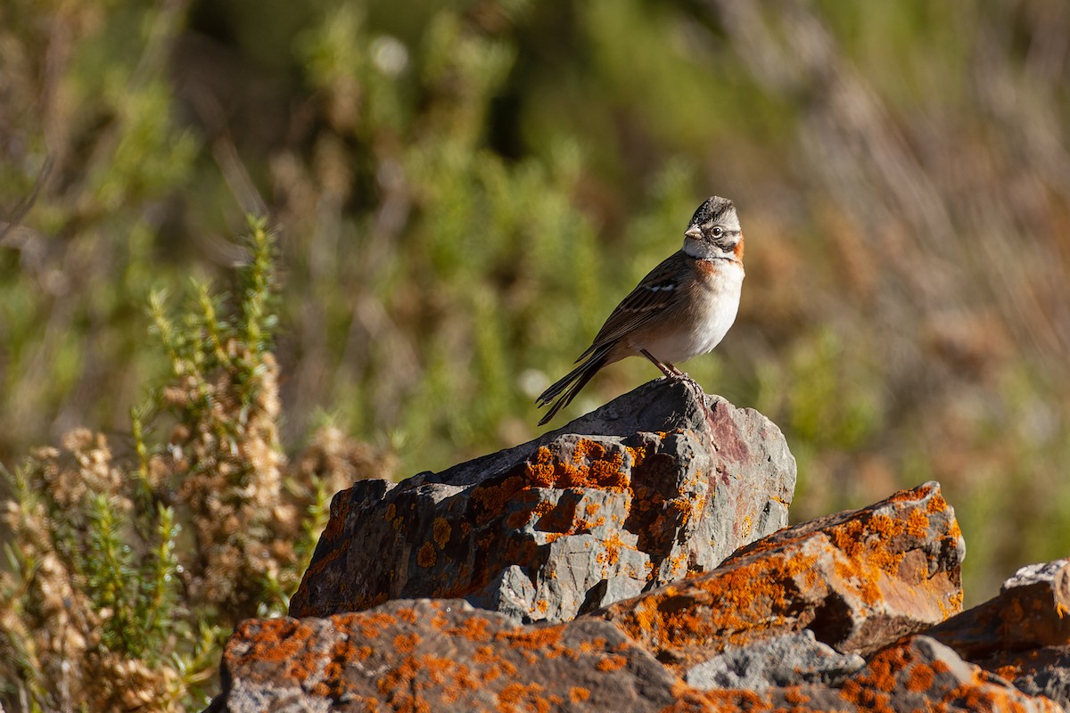 Rufous-collared Sparrow - Valentín González Feltrup