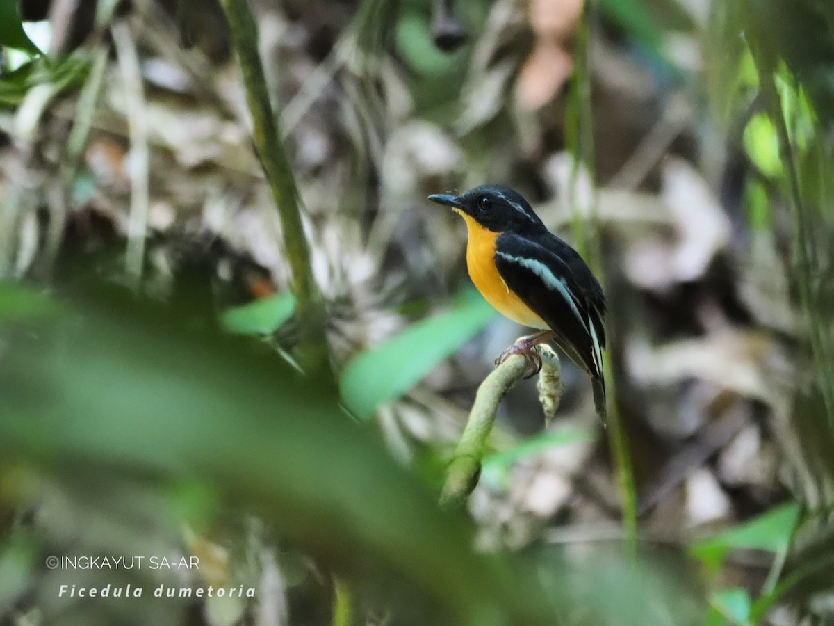 Rufous-chested Flycatcher - ML617560898