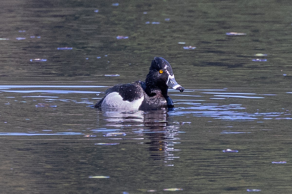 Ring-necked Duck - ML617561011
