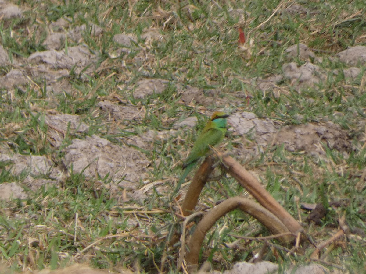 Asian Green Bee-eater - Mike Tuer
