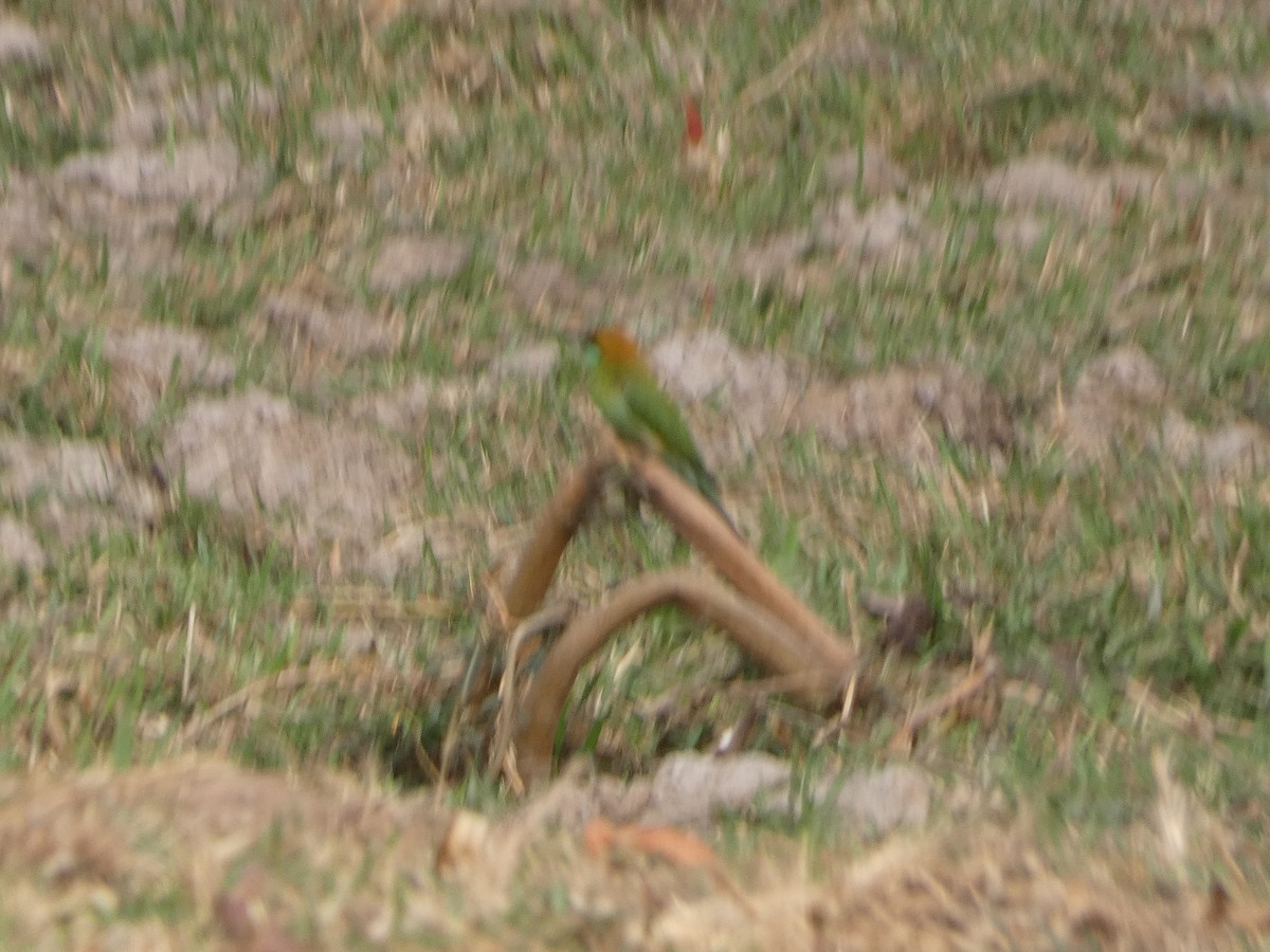 Asian Green Bee-eater - ML617561058
