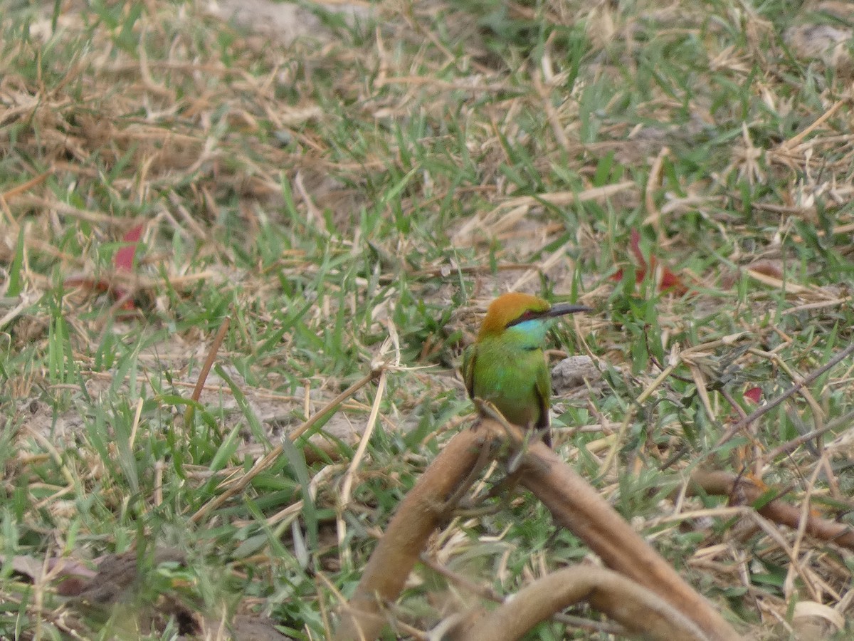 Asian Green Bee-eater - ML617561059