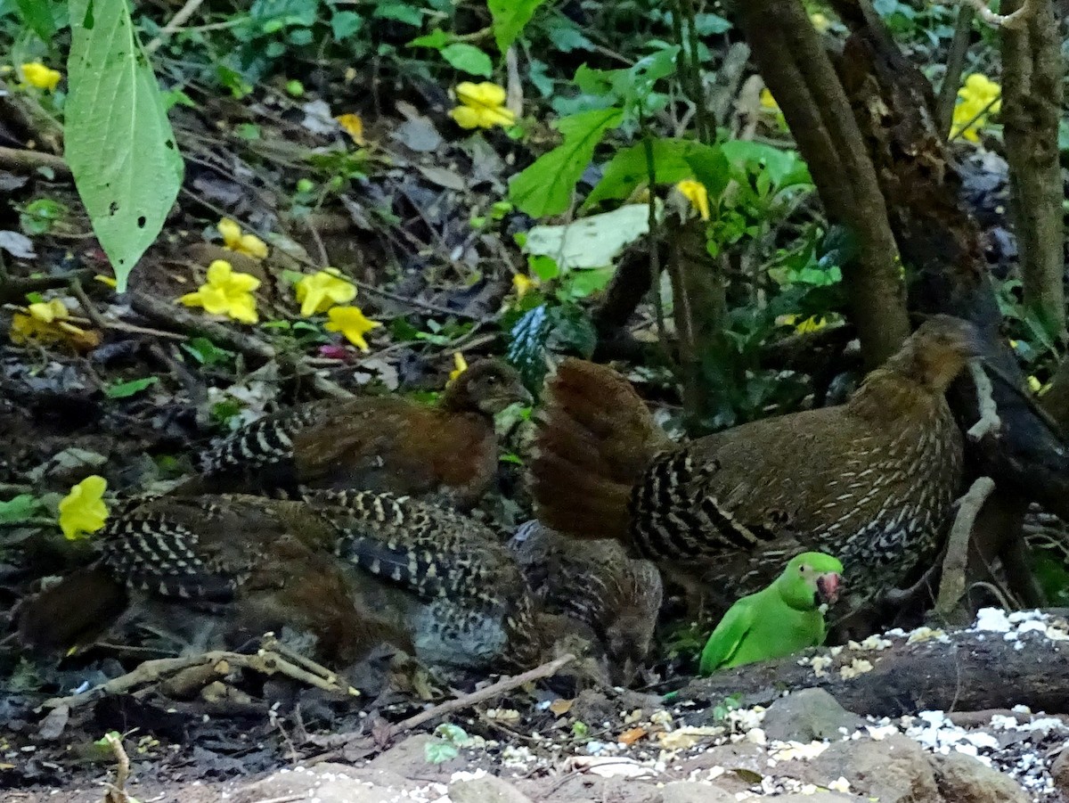 Sri Lanka Junglefowl - ML617561081