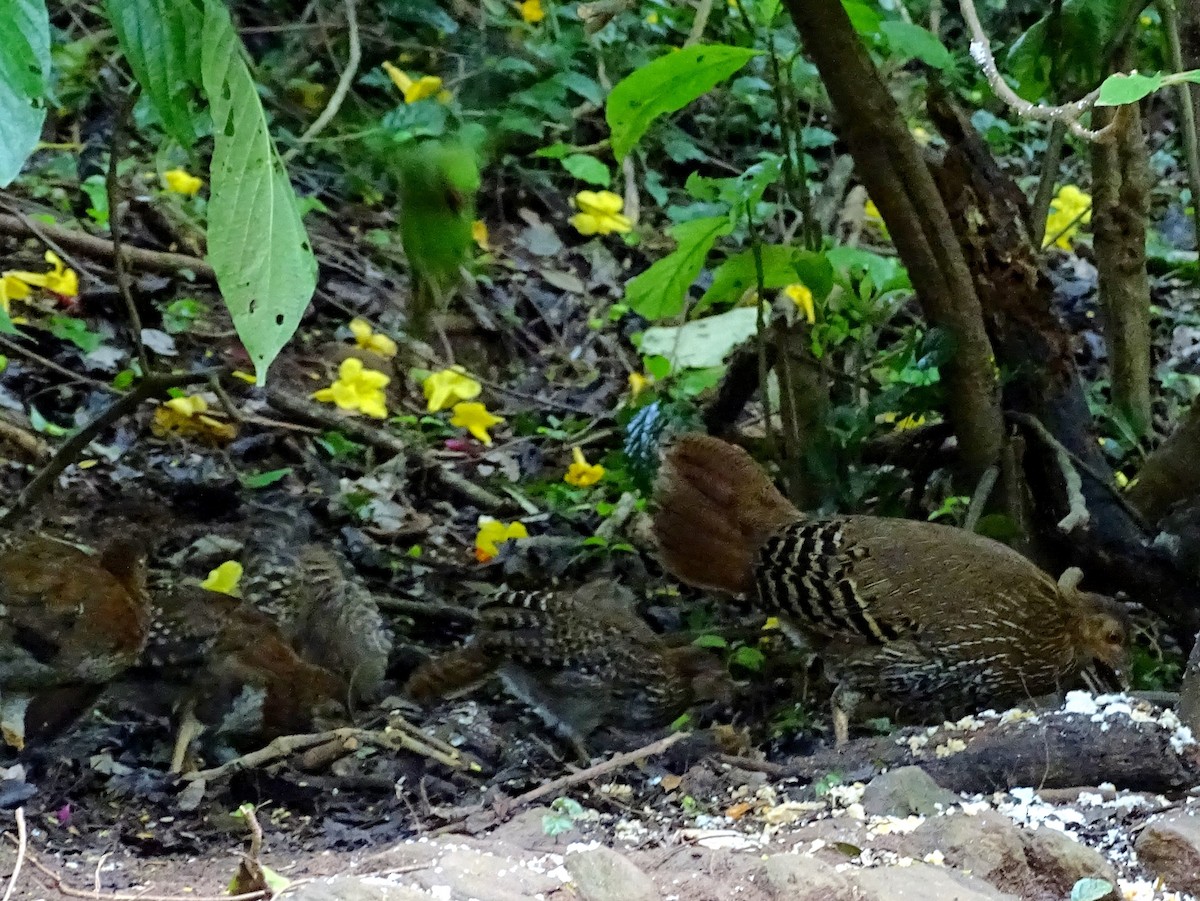 Sri Lanka Junglefowl - ML617561083