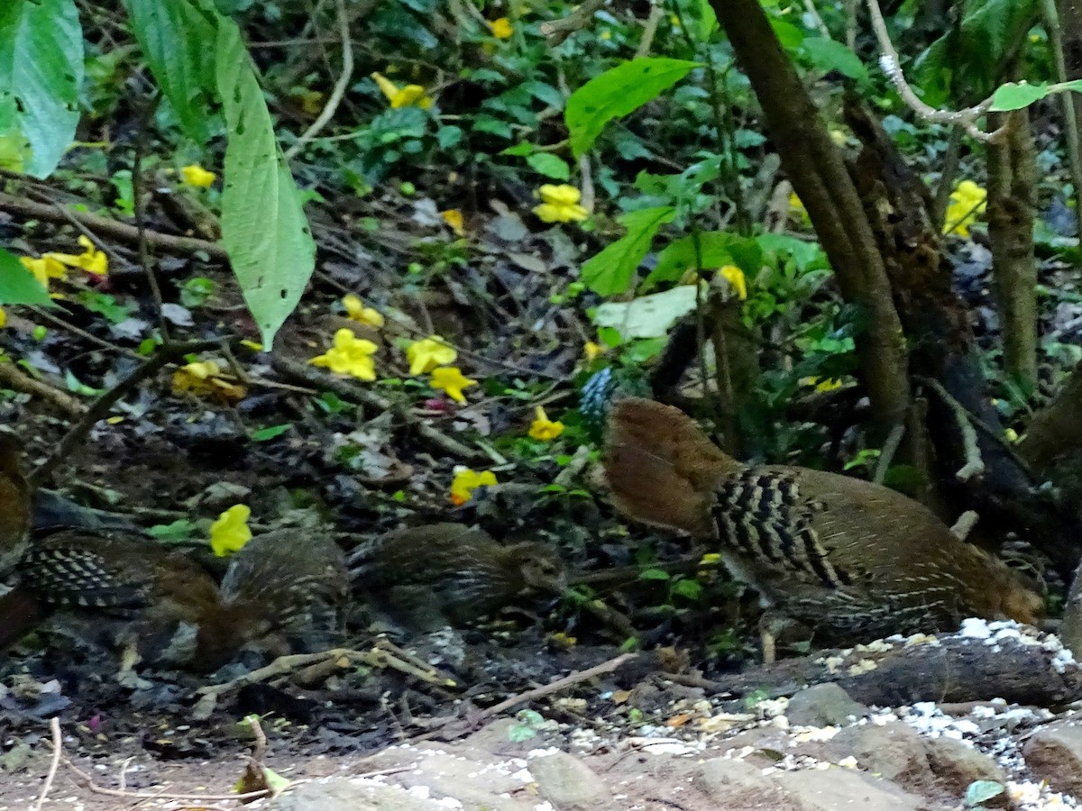 Sri Lanka Junglefowl - Sri Srikumar