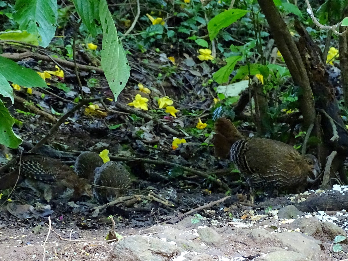 Sri Lanka Junglefowl - ML617561085