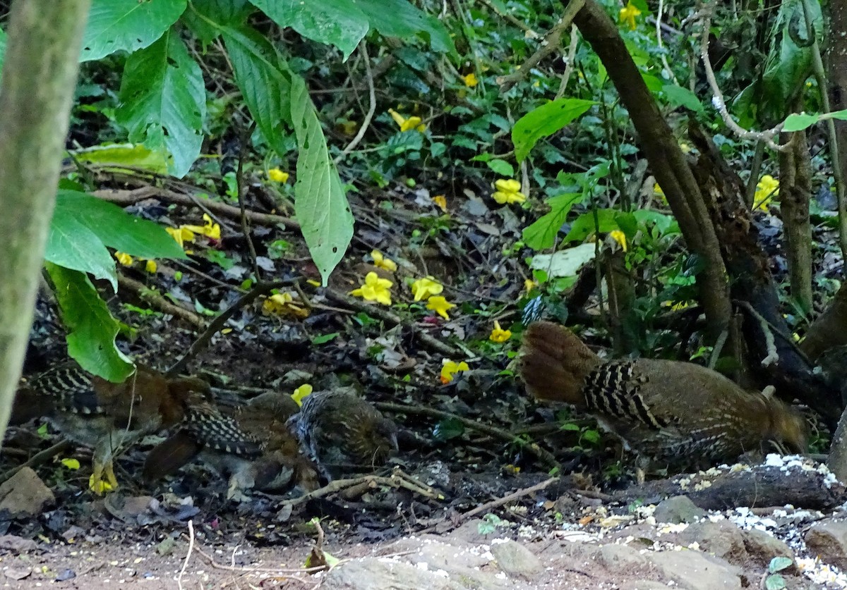 Sri Lanka Junglefowl - ML617561086